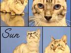 Sun Genetta Bengal Munchkin DRASTICALLY REDUCED