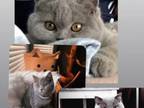 British Shorthair Blue