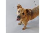 Adopt April a Mixed Breed