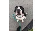 Adopt Cleo a Pit Bull Terrier, Mixed Breed
