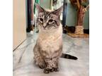 Adopt Sally a Siamese