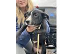 Adopt Oreo SC a Shepherd, Australian Cattle Dog / Blue Heeler