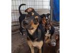 Adopt Coco SC a Shepherd, Australian Cattle Dog / Blue Heeler