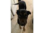 Adopt Kya a Australian Kelpie