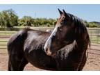 Adopt Mia `Mia Bronson` a Quarterhorse