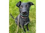 Adopt PARDI a Labrador Retriever, Mixed Breed