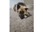 Adopt BERTHA a German Shepherd Dog, Alaskan Malamute