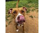 Adopt Kendall a American Staffordshire Terrier