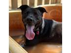 Adopt Azalea a Border Collie