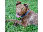 Adopt Reba a Labrador Retriever, Pit Bull Terrier