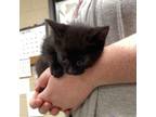Adopt Banana a Domestic Medium Hair