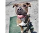 Adopt Sasha a Pit Bull Terrier