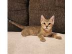 Adopt Cheetah a Domestic Medium Hair, American Shorthair