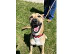 Adopt Paprika a German Shepherd Dog, Mixed Breed