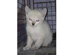 Adopt Sylvia a Siamese, Domestic Short Hair