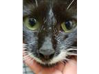 Adopt Bonnie Blue a Domestic Short Hair, Siamese