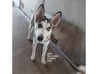 Adopt Portia a Husky, Shepherd