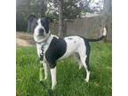Adopt Zoey a Pointer