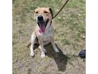 Adopt Citlali a Mixed Breed