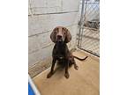 Adopt Figgy a Pointer, Weimaraner