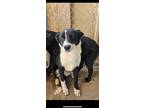 Adopt Juice a Border Collie