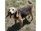 Adopt Lea a Beagle