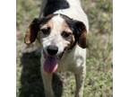 Adopt Litza a Beagle