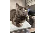 Adopt Gypsy a Domestic Short Hair