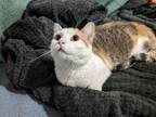 Adopt Channing a Domestic Short Hair