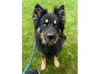 Adopt Blaze a German Shepherd Dog, Husky