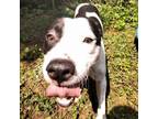 Adopt Triton a Pit Bull Terrier