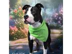 Adopt Chuck a Pit Bull Terrier