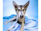 Adopt CLARK KENT* a Siberian Husky