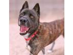 Adopt JEY* a Akita, Mixed Breed