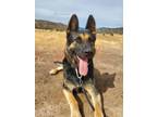 Adopt Credence a German Shepherd Dog