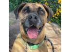 Adopt Puma a Boxer