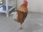 Adopt CHOPSTICK a Chicken