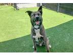 Adopt ACE a Akita, Mixed Breed