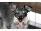 Adopt Sam a Schnauzer