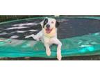 Adopt Horton a Border Collie