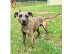 Adopt ROCKY a Pit Bull Terrier, Mixed Breed