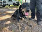 Adopt BEAR-D1 a Rottweiler, Mixed Breed