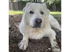 Adopt Snow a Great Pyrenees