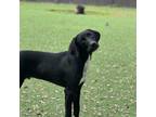 Adopt Porter a Black Labrador Retriever, Plott Hound