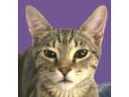 Adopt Tiny a Tabby