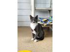 Adopt Jasper a Domestic Short Hair