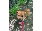 Adopt Tank a Mastiff, Mixed Breed