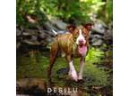 Adopt Paul a Pit Bull Terrier