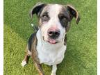 Adopt TURBO a American Staffordshire Terrier, Mixed Breed