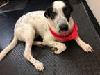 Adopt Charlie a Labrador Retriever, Border Collie